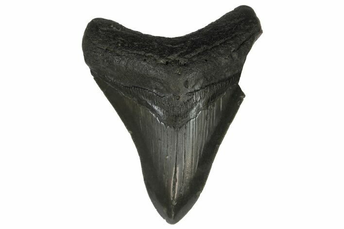 Serrated, Fossil Megalodon Tooth - South Carolina #169193